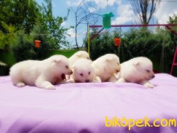 SAMOYED YAVRULAR 4