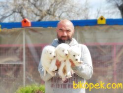 SAMOYED YAVRULAR 3