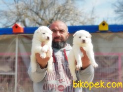 SAMOYED YAVRULAR 4