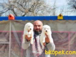 SAMOYED YAVRULAR 1