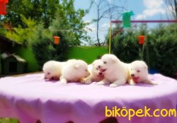 SAMOYED YAVRULAR 4