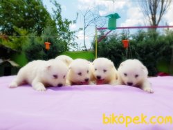 SAMOYED YAVRULAR 2
