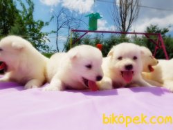 SAMOYED YAVRULAR 1