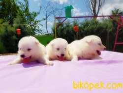 SAMOYED YAVRULAR 3