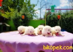 SAMOYED YAVRULAR 5