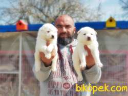 SAMOYED YAVRULAR 4