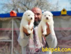 SAMOYED YAVRULAR 1