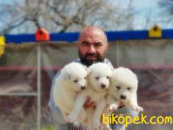 SAMOYED YAVRULAR 2