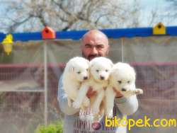 SAMOYED YAVRULAR 3