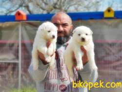 SAMOYED YAVRULAR 5