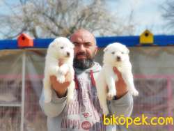 SAMOYED YAVRULAR 5