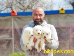 SAMOYED YAVRULAR 4