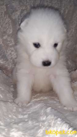 SAMOYED YAVRULAR 4