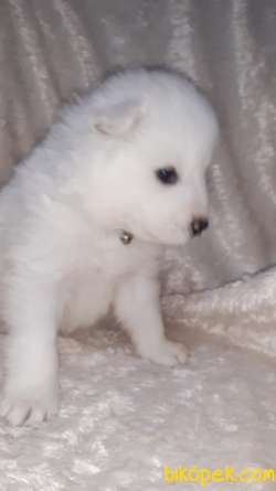 SAMOYED YAVRULAR 2