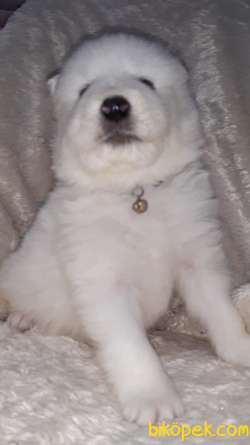 SAMOYED YAVRULAR 1