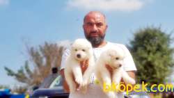 SAMOYED YAVRULAR 3