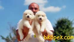 SAMOYED YAVRULAR 4