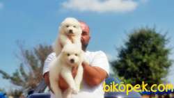 SAMOYED YAVRULAR 2