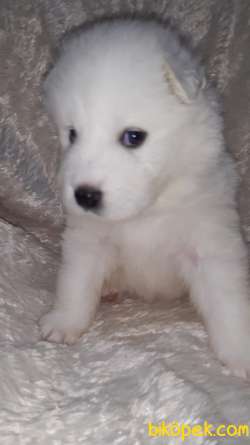 SAMOYED YAVRULAR 3