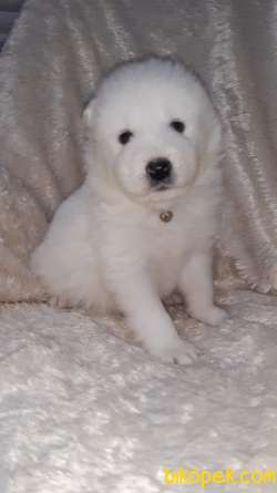 SAMOYED YAVRULAR 1