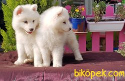 SAMOYED YAVRULAR MÜKEMMEL KALİTEDE 3