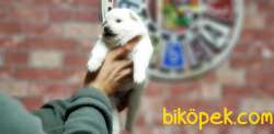 SAMOYED YAVRULAR RESMİ ÜRETİCİDEN 2
