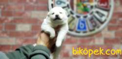 SAMOYED YAVRULAR RESMİ ÜRETİCİDEN 4