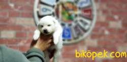 SAMOYED YAVRULAR RESMİ ÜRETİCİDEN 3