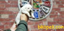 SAMOYED YAVRULAR RESMİ ÜRETİCİDEN 1