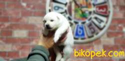 SAMOYED YAVRULAR RESMİ ÜRETİCİDEN 5