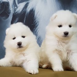 Samoyed Yavruları 2