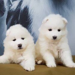Samoyed Yavruları 1