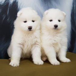 Samoyed Yavruları 3