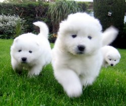 Samoyed Yavruları 2