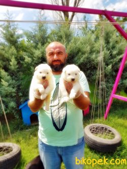 SAMOYED YAVRULARI 2