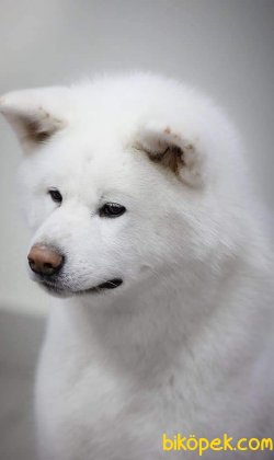 SAMOYED YAVRULARI 2