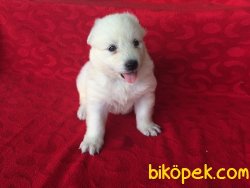 Samoyed Yavruları 3