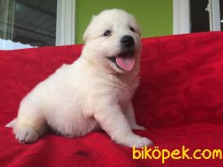 Samoyed Yavruları 1