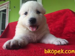 Samoyed Yavruları 2