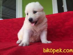 Samoyed Yavruları 4