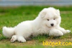 Samoyed Yavruları 4