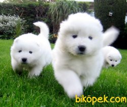Samoyed Yavruları 5