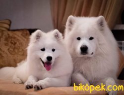 Samoyed Yavruları 2