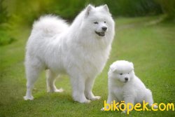 Samoyed Yavruları 3