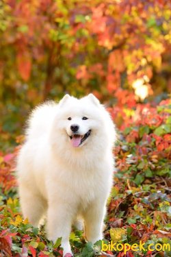 Samoyed Yavruları 1