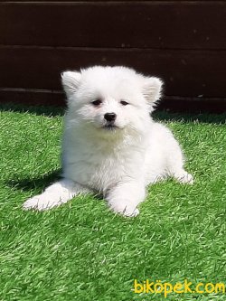 Orjınal Irk Samoyed Yavruları 3