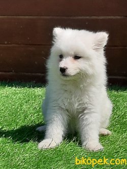Samoyed  Yavruları 2