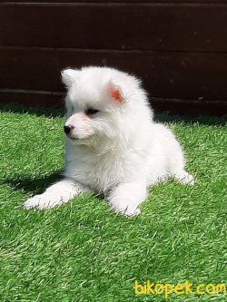 Samoyed  Yavruları 4