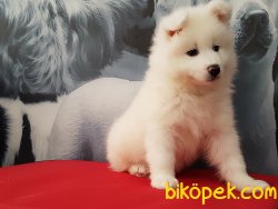 Samoyed Yavruları 4