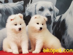 Samoyed Yavruları 1